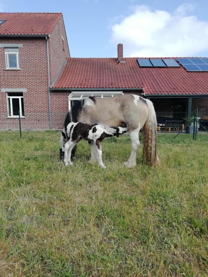 Wings Creek Ranch B&B Zutendaal Exteriör bild