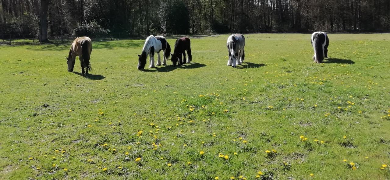Wings Creek Ranch B&B Zutendaal Exteriör bild